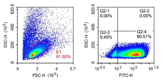 24h Tcell flowchat.jpg